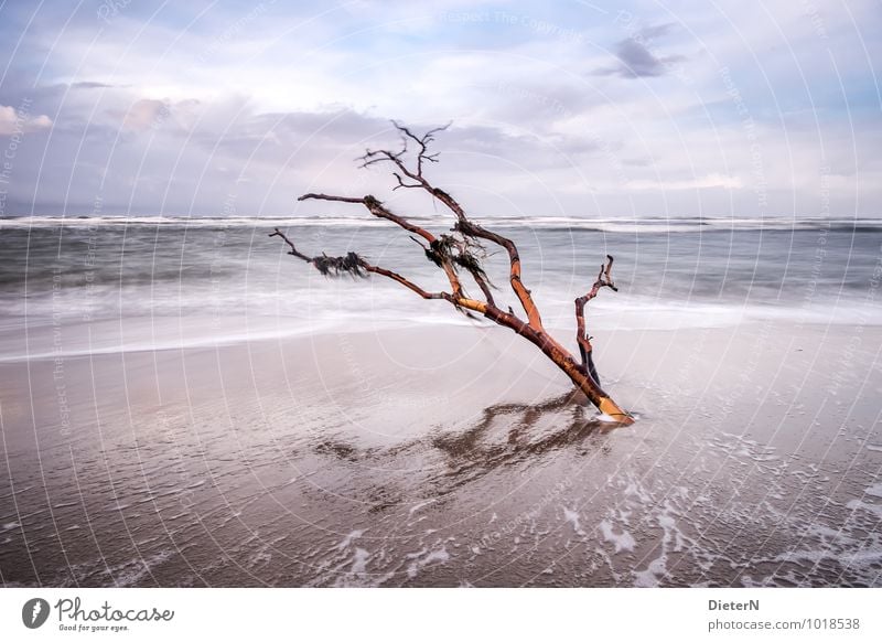 in the wind Nature Elements Sand Water Sky Clouds Horizon Weather Wind Gale Tree Waves Coast Beach Baltic Sea Ocean Blue Brown Black White Bushes Veil of cloud