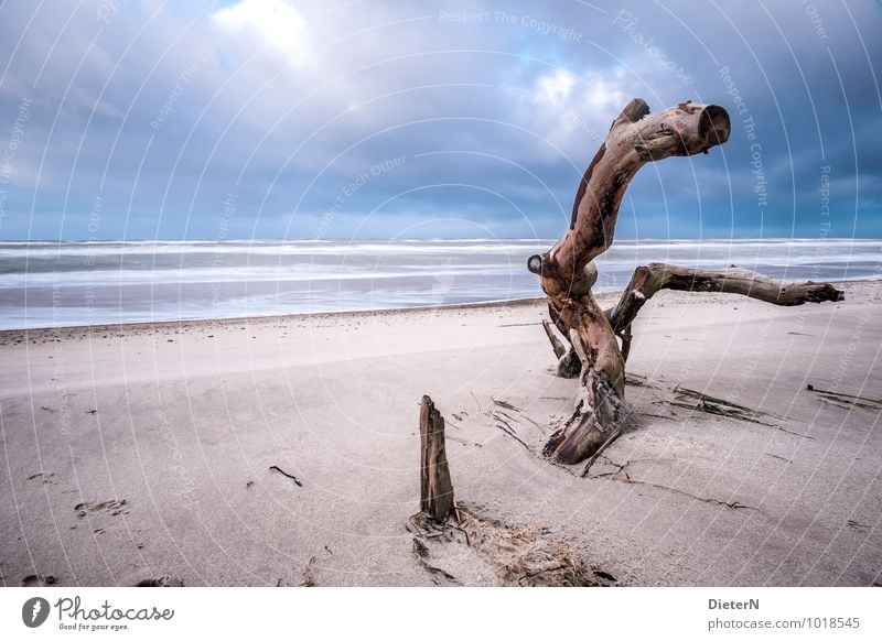 Like Environment Landscape Sand Water Sky Clouds Storm clouds Tree Coast Beach Baltic Sea Blue Brown Black White Long exposure Darss Western Beach Horizon Log