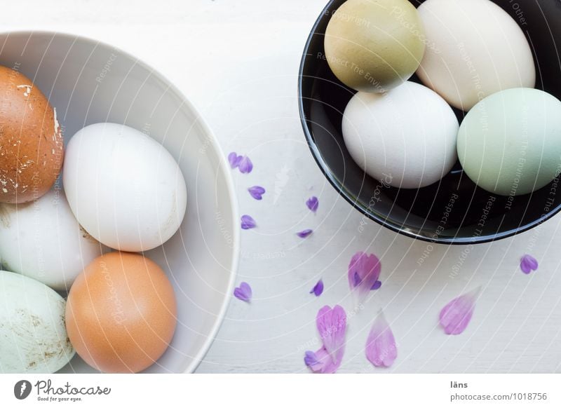 not egg_nerlei Food Egg Eggshell Bowl Living or residing Blossom Beginning Expectation Heart Easter Multicoloured Exterior shot Copy Space top