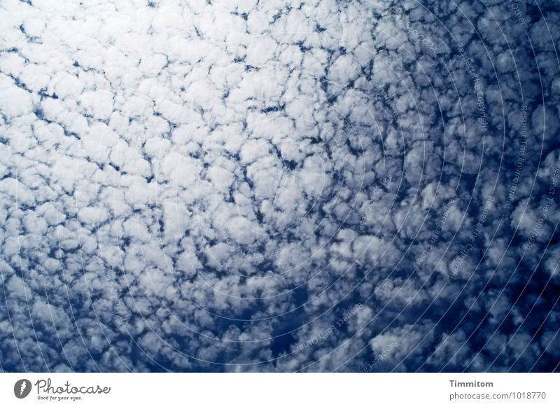 Heaven's brain. Environment Nature Sky Clouds Sunlight Summer Beautiful weather Denmark Looking Esthetic Natural Blue Emotions Colour photo Exterior shot