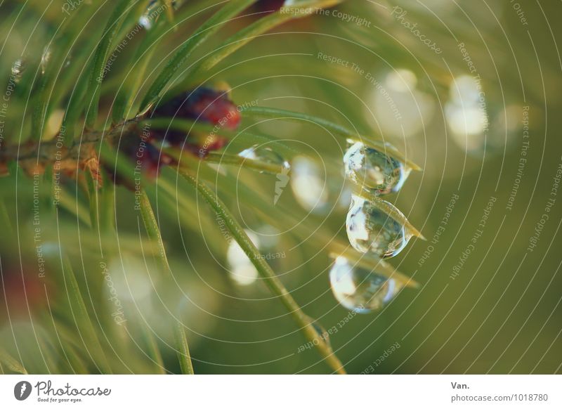 Three Nature Plant Drops of water Tree Bushes Fir needle Fresh Wet Green Rainwater Colour photo Multicoloured Exterior shot Detail Macro (Extreme close-up)