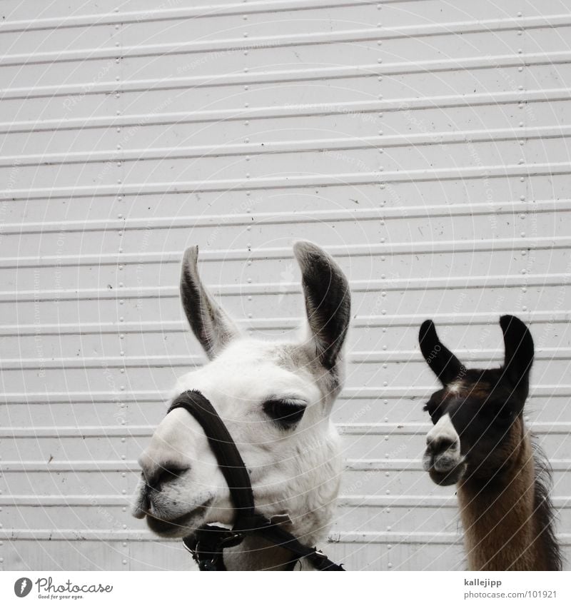 lama in lima Lima Peru Inca Spit Animal Farm animal Circus act Captured Looking Llama Andes circus animal Observe kallejipp