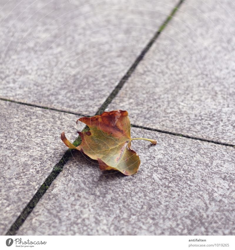 autumn Nature Plant Animal Sun Autumn Beautiful weather Tree Leaf Autumn leaves Autumnal Autumnal colours Early fall Leaf green Rachis Leaf shade Stalk