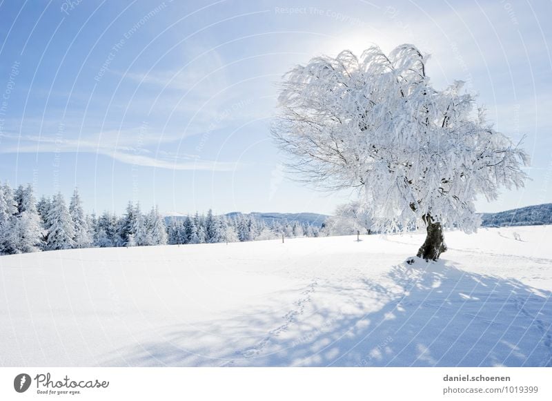 Maybe you will!? Nature Landscape Cloudless sky Beautiful weather Ice Frost Snow Tree Forest Hill Bright Blue White Relaxation Calm Deserted Copy Space left