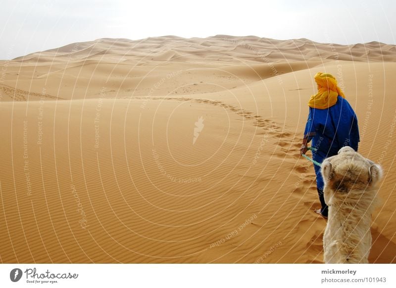 In the heat of the moment. Morocco Camel Dromedary Hill Far-off places Hiking Vacation & Travel Adventure Africa Leader desert Sand Grain Lanes & trails path