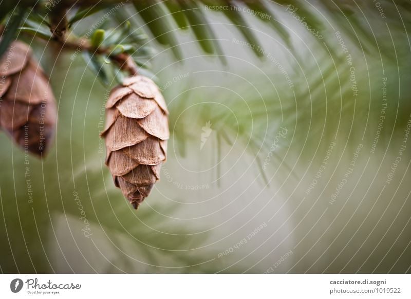 Fairy tale forest cone Nature Plant Spring Beautiful weather Tree Wild plant Fir branch Cone Coniferous trees Branch Fir needle Hang Esthetic Simple