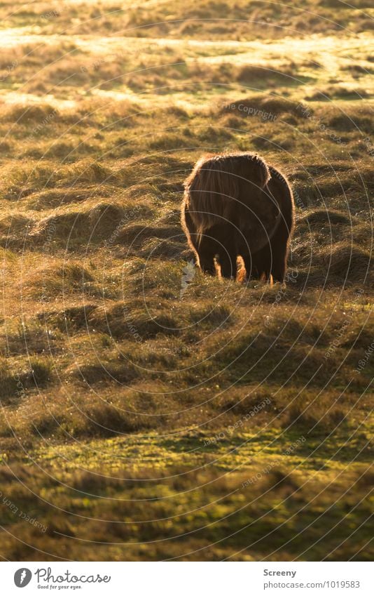 Shetland Pony #5 Nature Landscape Plant Animal Sun Sunrise Sunset Beautiful weather Grass Meadow Marram grass Beach dune Horse Bangs 1 Stand Small Brown Green