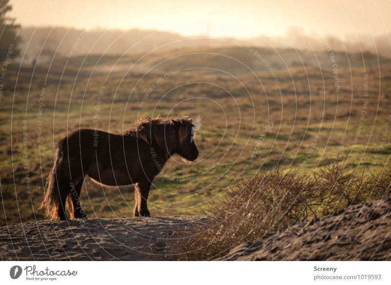 Shetland Pony #8 Nature Landscape Plant Animal Sand Sun Sunrise Sunset Beautiful weather Grass Meadow Marram grass Beach dune Horse Bangs 1 Stand Small Brown