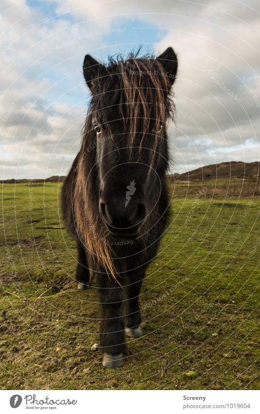 Shetland Pony #7 Nature Landscape Plant Animal Sand Sun Sunrise Sunset Beautiful weather Grass Meadow Beach dune Horse Bangs 1 Looking Stand Self-confident