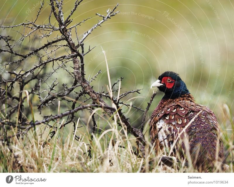 Lonesome Environment Nature Plant Wild plant Meadow Animal Wild animal Bird Pheasant 1 Looking Sharp-edged Natural Beautiful Thorny Moody Hope Longing