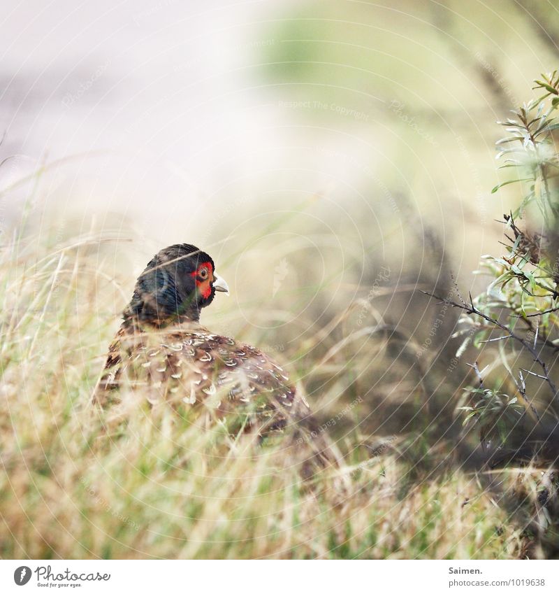 Mr Pheasant Environment Nature Plant Grass Bushes Wild plant Animal Wild animal Bird Animal face 1 Looking Beautiful Elegant Idyll Feather Curiosity Beak