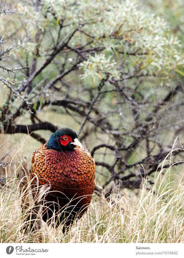 beautiful breast Environment Nature Plant Animal Grass Bushes Wild animal Bird Animal face 1 Sit Esthetic Elegant Pheasant Beautiful Multicoloured Feather Beak