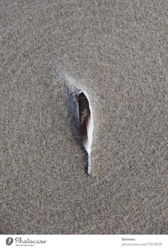 beach jewellery Sand Nature Feather Sanddrift Beach Structures and shapes Ocean Subdued colour Exterior shot Close-up Copy Space left Copy Space right