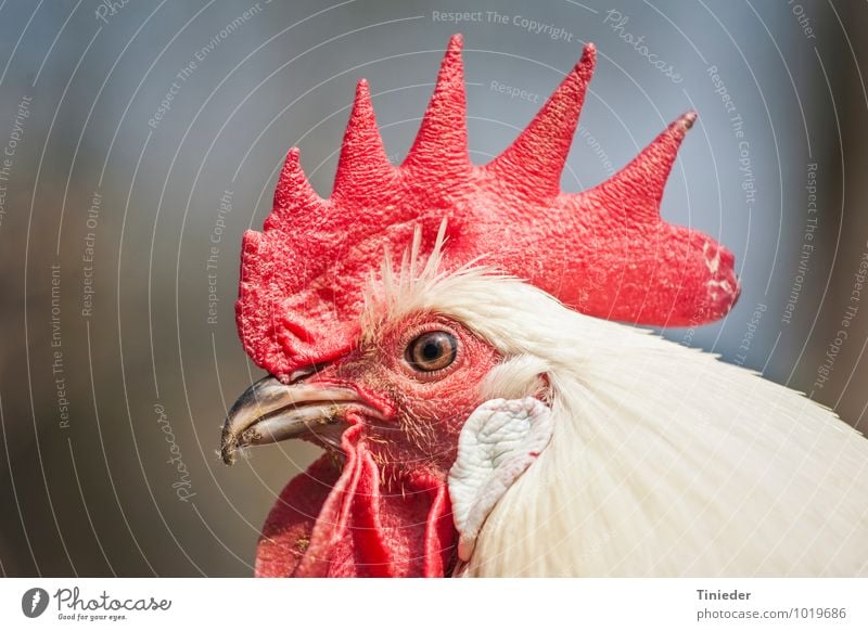 Proud cock Farm animal Bird Animal face 1 Natural Pride Rooster gockel Head Cockscomb Colour photo Exterior shot Close-up Detail Day Central perspective