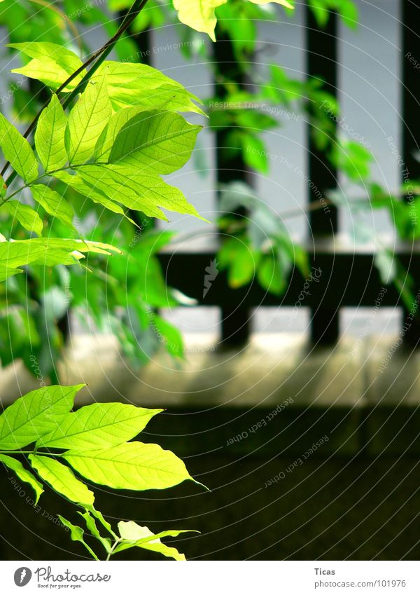 onlookers Fence Garden fence Front garden Wooden board Wood flour Green Leaf Wall (barrier) Summer Safety lattice fence laths pick picket fences latch Plant