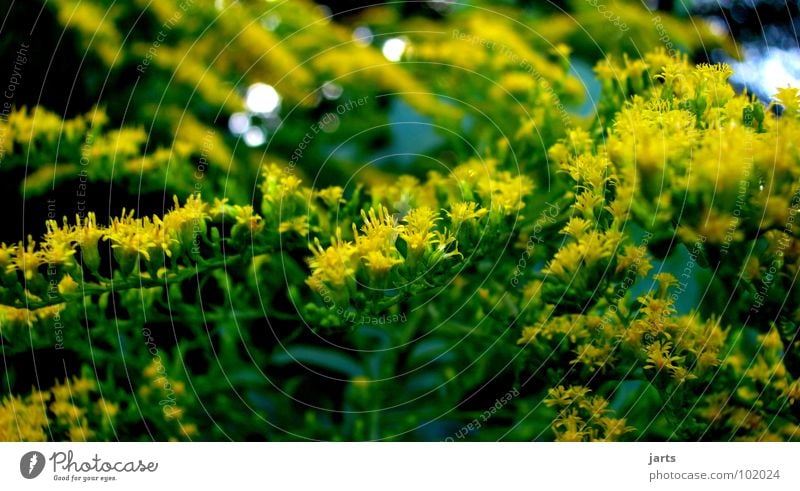 yellow and green Blossom Yellow Green Bushes Garden Park jarts