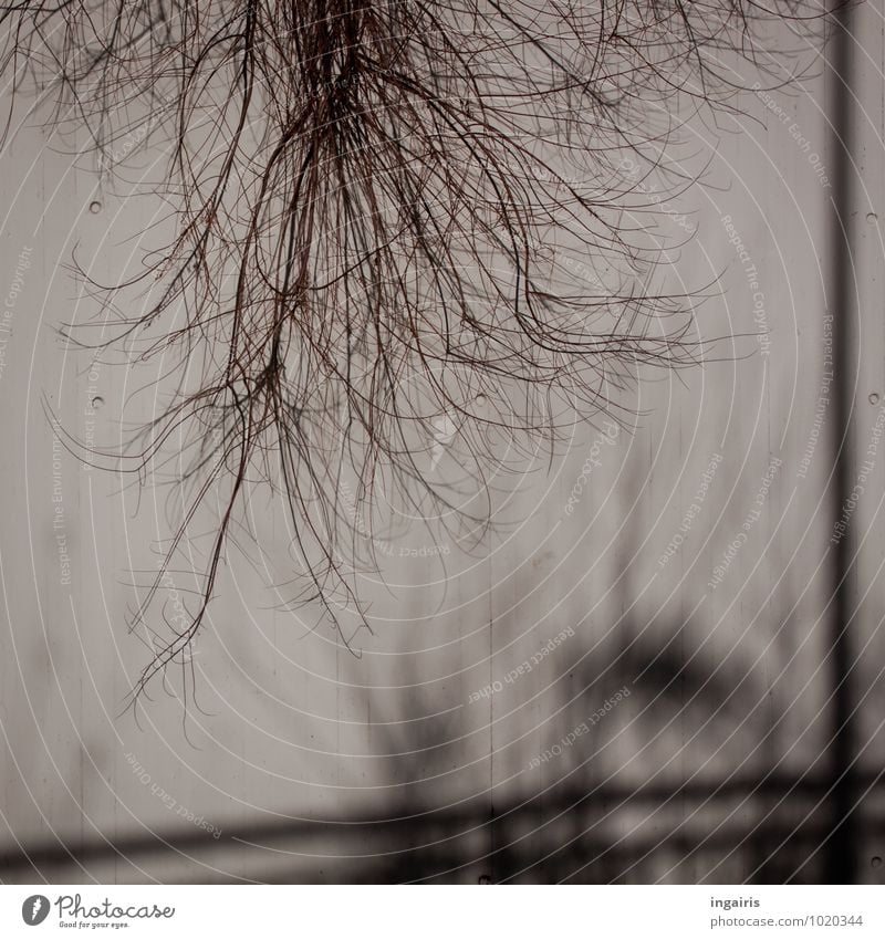 branches Environment Plant Bushes Facade Concrete wall Hang To dry up Growth Gloomy Dry Brown Gray Black Unwavering Bizarre Contentment Town Branchage