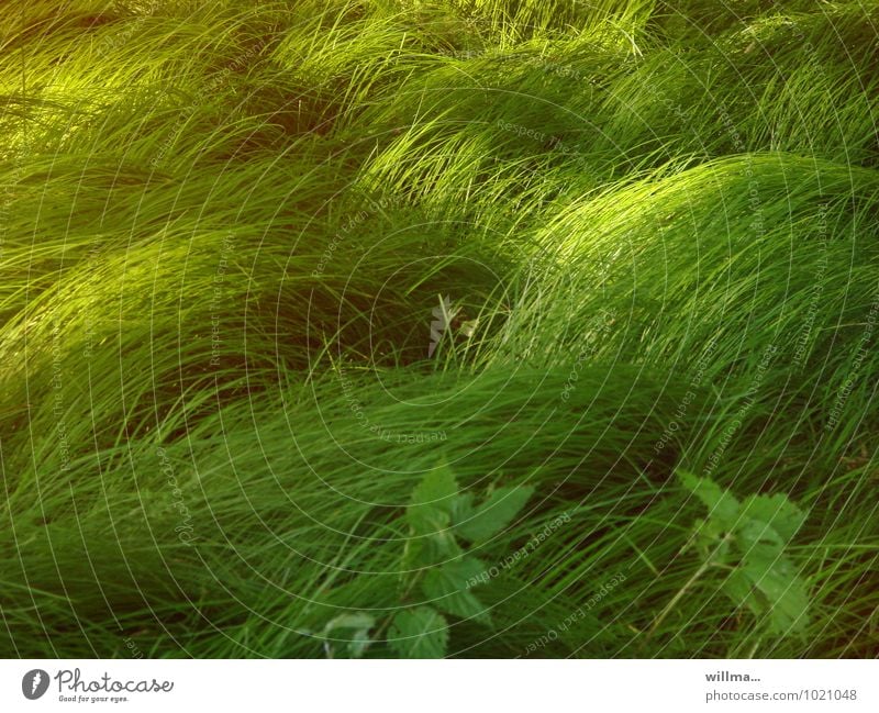 in our memory the grass is always greener Environment Nature Plant Grass Meadow Green Grassland Grass green Colour photo Deserted