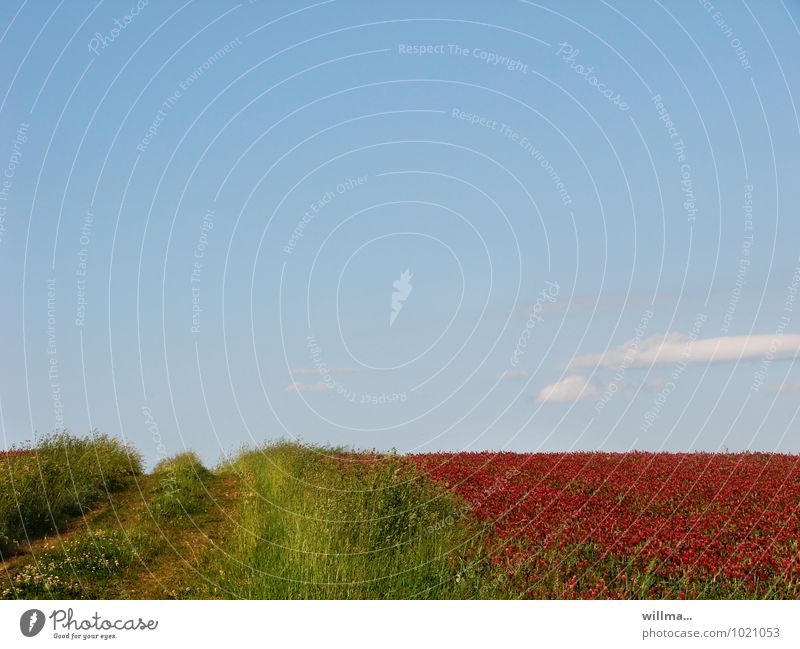 The quiet path along the Rain. On the right a field with incarnate clover, nature, a lot of text free space clover field Field Red clover Clover blood clover