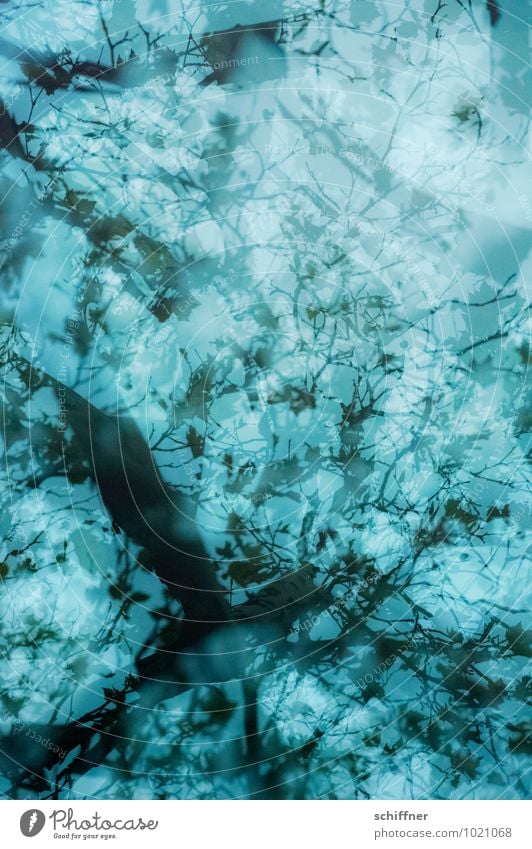 Dreamlike Plant Tree Dark Blue Branch Tree trunk Treetop Leaf Leaf canopy Gorgeous Pattern Double exposure Nightmare Blur Branchage Grief Wallpaper pattern