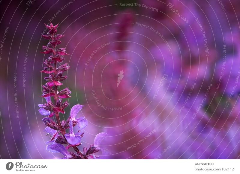 sage Violet Sage Plant Flower Culture Curved Blur Background picture Exterior shot Colour Multicoloured Healthy Macro (Extreme close-up) Close-up Abstract