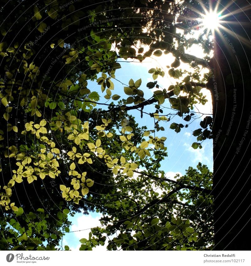 shiny leaves Forest Tree Sun Shadow Leaf Branchage Sky Radiation Tree trunk Green Yellow Wood Nature Grief Distress Summer lime-green Leave