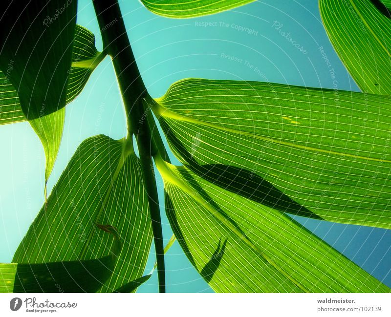 bamboo Bamboo Green Back-light Shadow Sky Asia China Japan Rachis Structures and shapes Delicate Garden