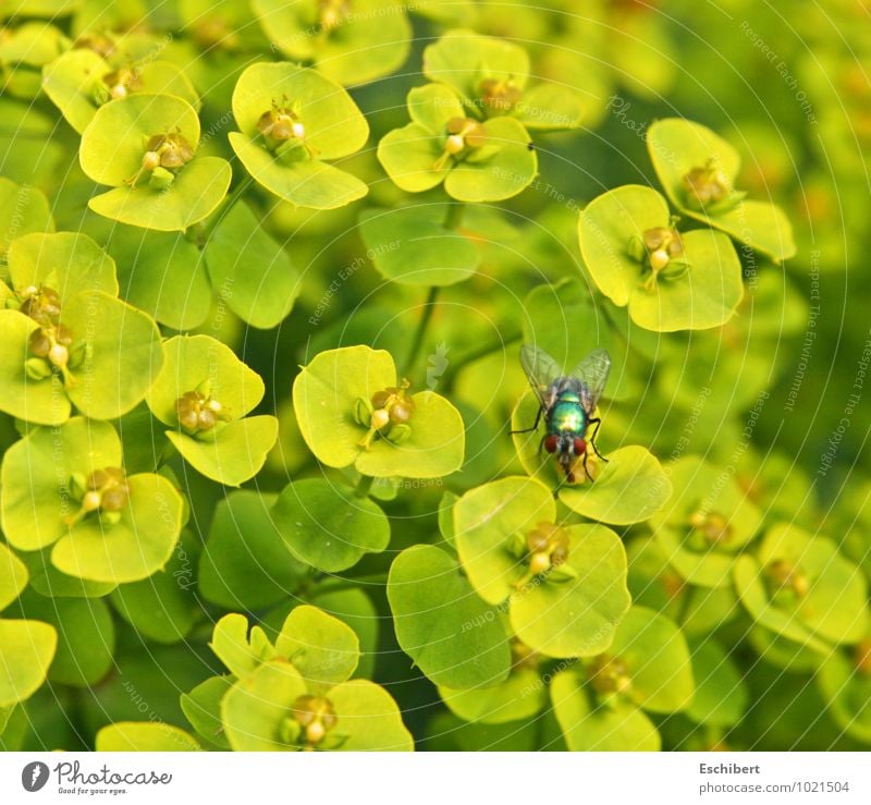 Jugglery or even plant superiority! Breakfast Trip Cycling tour Nature Plant Animal Flower Blossom Wild plant Garden Wild animal Fly Animal face Wing 1