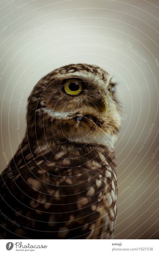 owl Animal Wild animal Animal face Zoo Owl birds 1 Baby animal Natural Curiosity Cute Colour photo Interior shot Neutral Background Twilight Artificial light