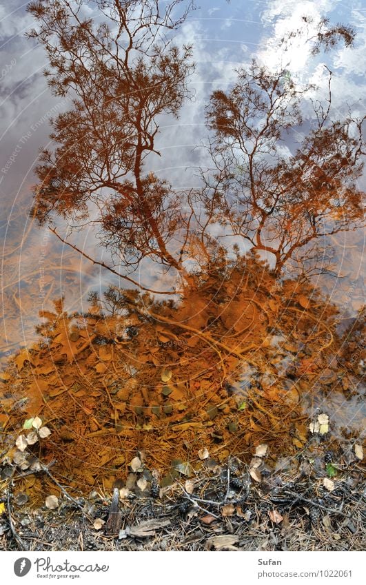 Water Colour Mirror Calm Environment Nature Earth Clouds Summer Autumn Beautiful weather Tree Leaf Pine Branch Sky itinerant Forest Lakeside Wood Rust Observe