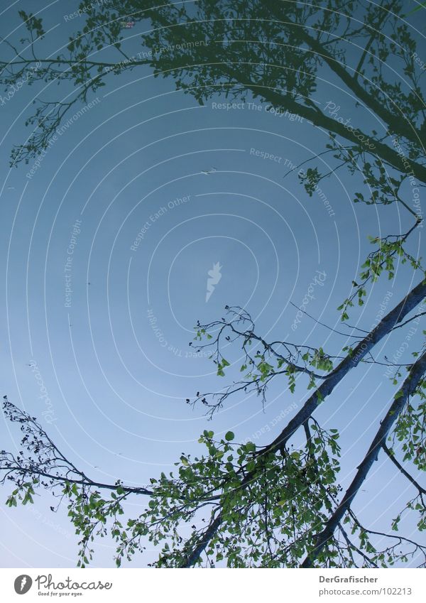 Still waters ... Lake Pond Tree Reflection Surface Go under 2 Calm Loch Ness Concentrate water level Branch Double exposure Smoothness