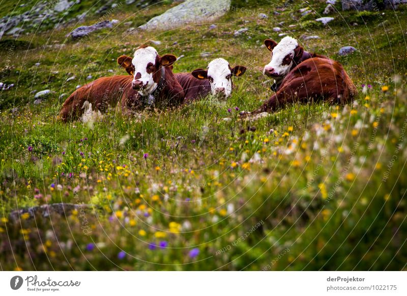 cow kindergarten Vacation & Travel Tourism Trip Adventure Mountain Environment Nature Landscape Plant Animal Elements Summer Beautiful weather Meadow Field Alps