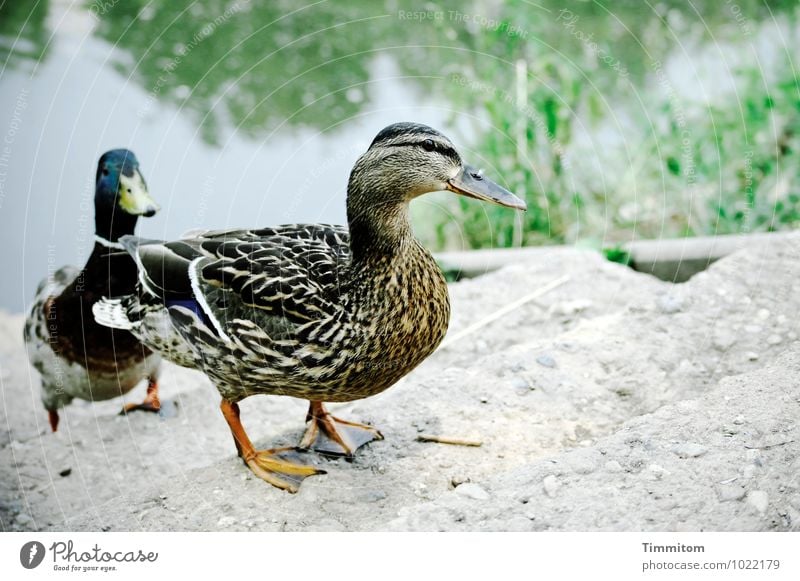 After her! Environment Nature Animal Water Plant Grass Brook Duck 2 Concrete Natural Gray Green Emotions Desire Expectation Waddle Stairs Drake Colour photo