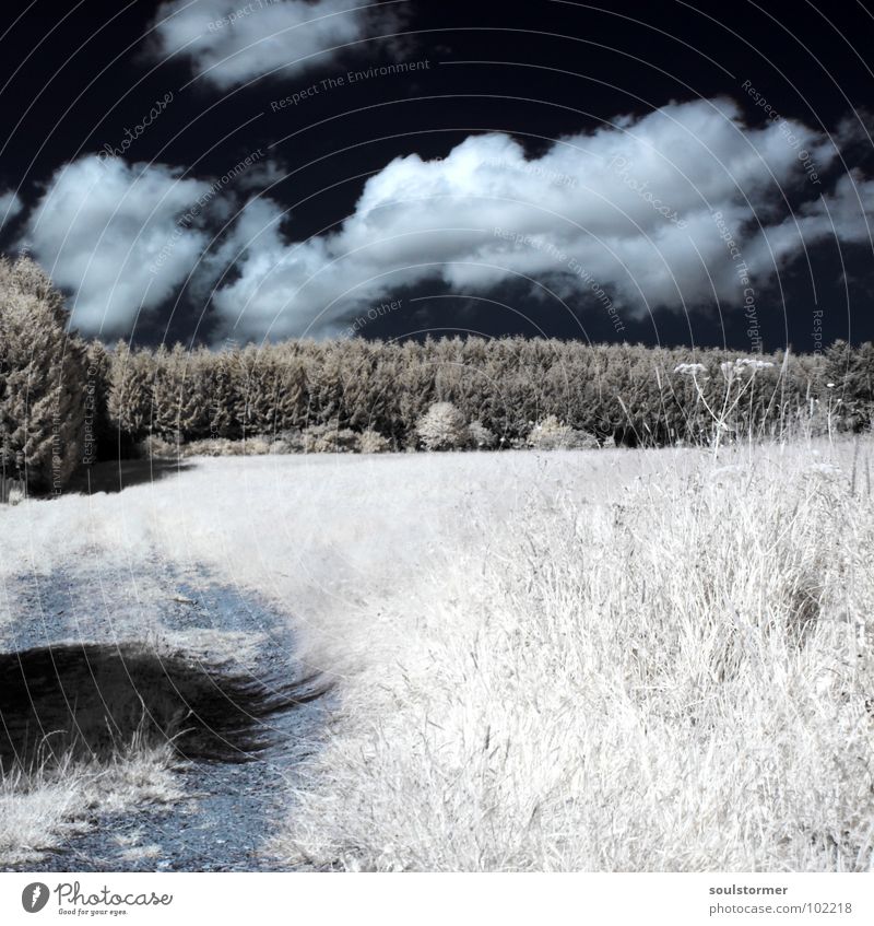 The way up... Infrared Infrared color Black filter Clouds White Wood flour Light Grass Meadow Plant Green Tree Forest Edge of the forest Clump of trees