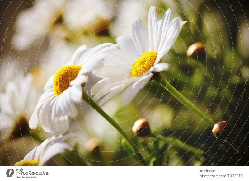 Direction sun Environment Plant Summer Beautiful weather Flower Blossom Wild plant Bud Marguerite Flower stem petals Daisy Family Garden Meadow Pistil