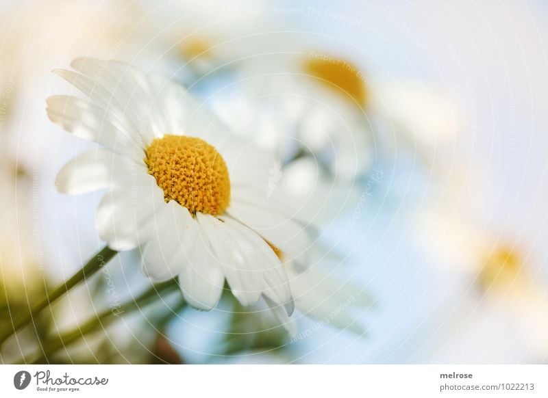 airy light Environment Nature Plant Summer Beautiful weather Flower Leaf Blossom Wild plant Marguerite Daisy Family Pistil Flower stem Garden Meadow