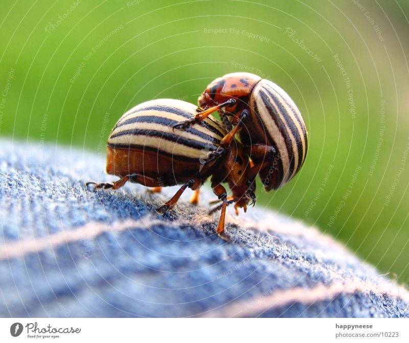 in duplicate 2 Brown Striped Potatoes Beetle Dance cataract beetle piggyback Macro (Extreme close-up) Summer In pairs Pair of animals