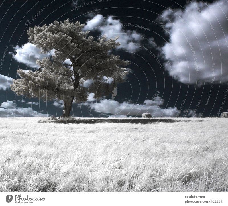 One lonely Tree Infrared Infrared color Black filter Clouds White Wood flour Light Grass Meadow Plant Green Edge of the forest Clump of trees Grief Distress