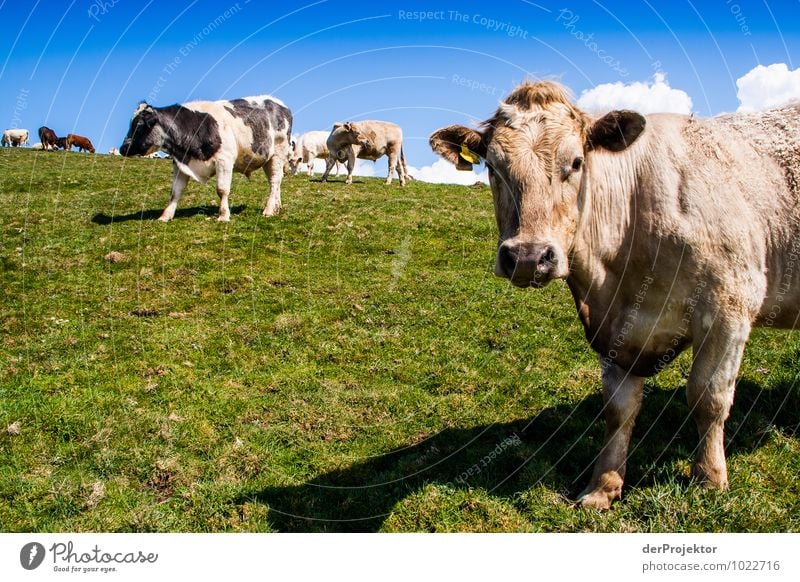 Don't look into the camera! Tourism Trip Mountain Environment Nature Landscape Animal Spring Grass Meadow Field Hill Farm animal Cow Emotions Love of animals