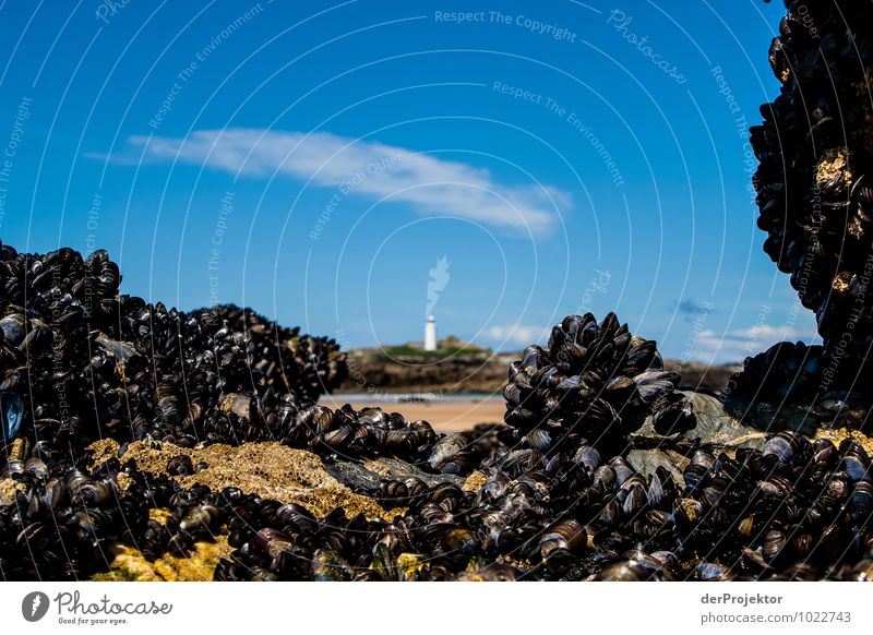 Lighthouse with natural framing Vacation & Travel Tourism Trip Far-off places Freedom Environment Nature Landscape Plant Animal Spring Rock Waves Coast Beach