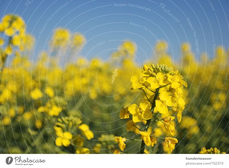 rapeseed Canola Flower Plant Blossom Nature Landscape Blue Blossoming