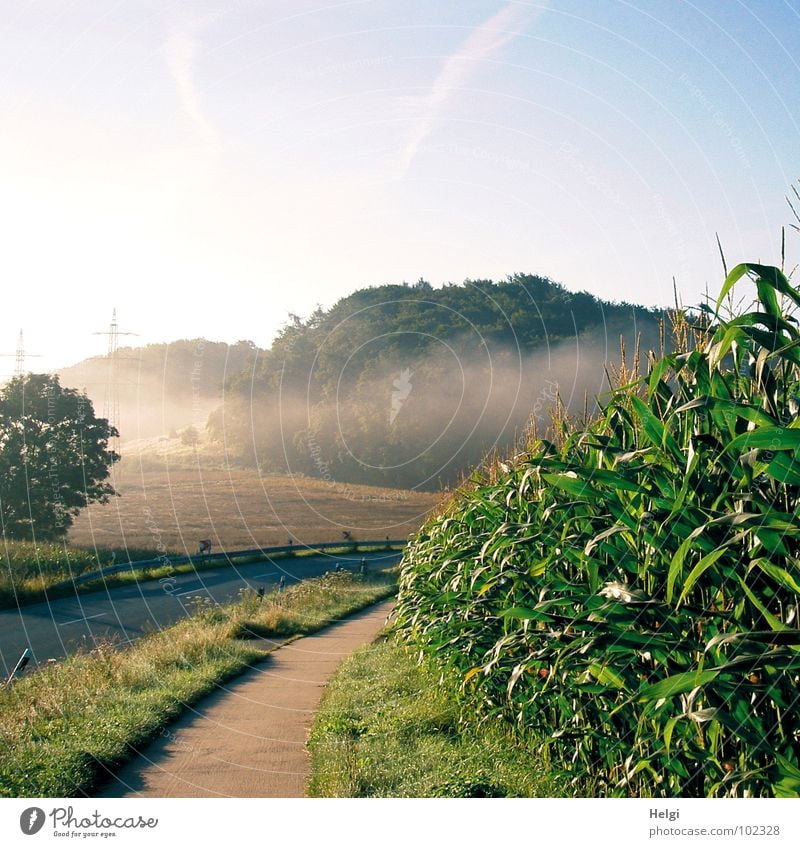 rural landscape with road, bicycle path, cornfield and trees with wafts of mist Fog Fog bank Morning Field Forest Tree Maize field Blossom Grass Green Brown