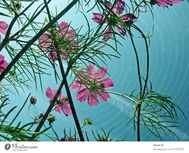 ornament Moody Multiple Summery Cosmos Blossom Pink Green Sky blue Muddled Fresh Spring Flower Jewellery Ornamental plant Multicoloured Vapor trail