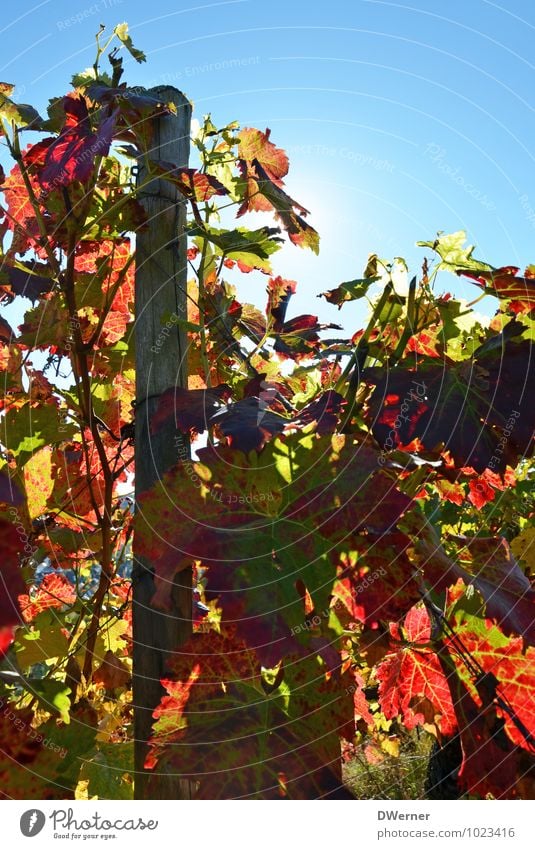 Wine Adventure Freedom Summer Sun Environment Plant Sky Beautiful weather Agricultural crop Garden Field Blossoming Growth Bright Blue Red Life Vineyard