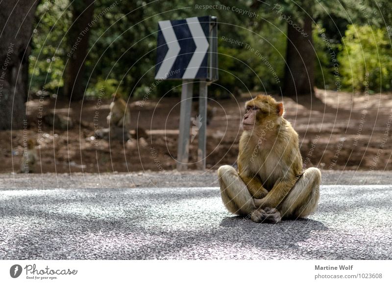 Berber Buddha Morocco Africa Street Road sign Animal Wild animal Monkeys Barbary ape 1 Serene Lotus Position Self-confident Colour photo Exterior shot Deserted