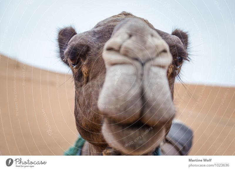 Camelface Morocco Africa Farm animal Dromedary 1 Animal Vacation & Travel Beautiful Erg Chebbi Merzouga Province of Errachidia Eyelash Colour photo