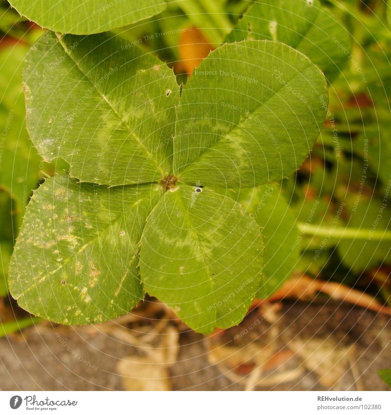 Happiness in its natural environment Clover Cloverleaf Green Good luck charm Coincidence Find Search Meadow Wayside Visible Exceptional Stalk Characteristic Joy