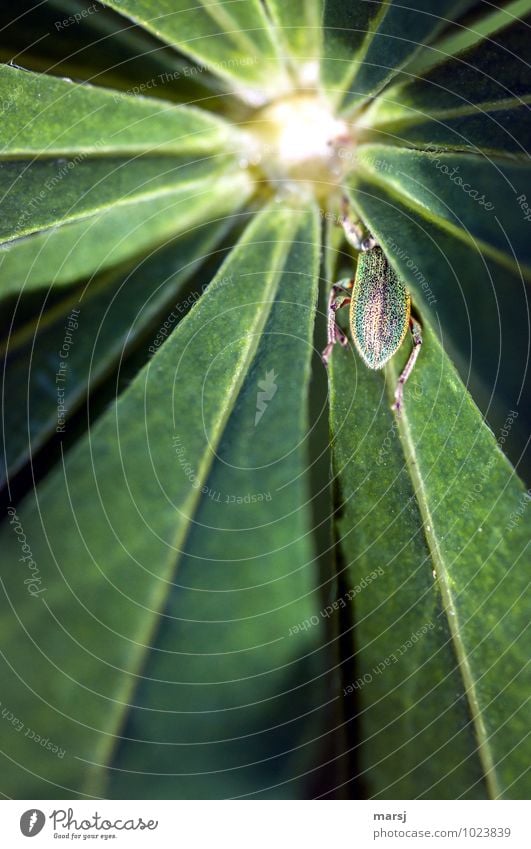 You don't see me! Nature Plant Leaf Foliage plant Wild plant Lupin Lupin leaf Animal Wild animal Beetle Insect 1 Radial Dark Simple Disgust Natural Curiosity