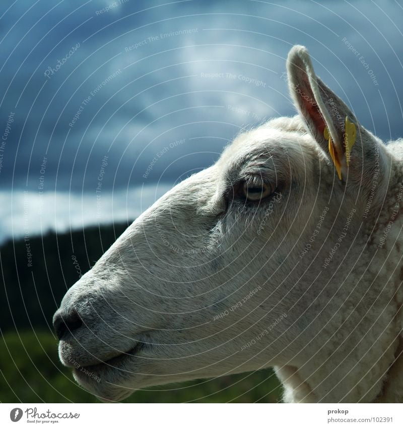 sweater pig Sheep Clouds Meadow Tree Lips Eyelash Profile Label Captured Stupid Think Sweet Beautiful Attractive Wool Lamb's wool Mammal Peace Sky muttonhead