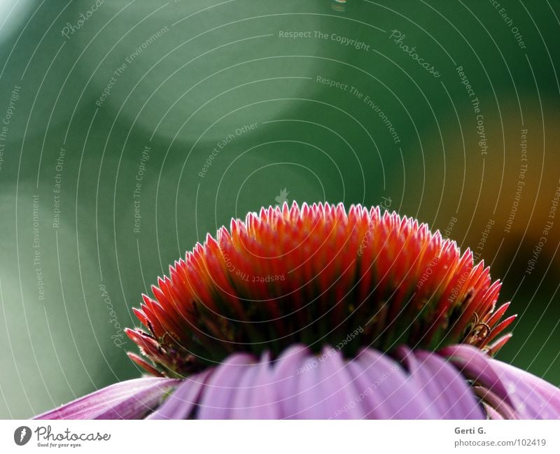 pure on its own Purple Purple cone flower Thorny Pierce Flower Blossom Plant Ornamental plant Medicinal plant Daisy Family Pink Red Green Sunlight Back-light